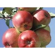 Саженцы яблони Лигол фото