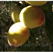 Саженцы плодовых деревьев“Фаворит Моретини“ фото