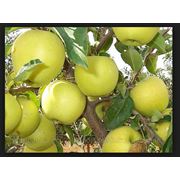 Саженцы яблонь Голден Делишес фото
