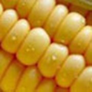 Кукуруза продовольственная очищенная фото