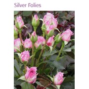 Роза silverfolies фото