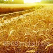 Пшеница золотая