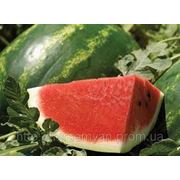 Насіння кавун «Арашан» F1 1000 нас. Syngenta, (Сингента) фото