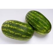 Кавун «Фарао «F1 1000 нас. Syngenta, (Сингента) фото