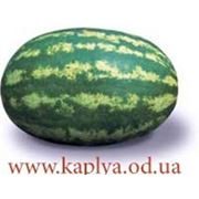 Семена арбуза Леди F1 1000сем. Нунемс. фото