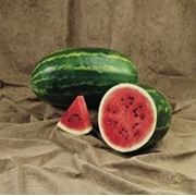 Кавун «Селебрейшн» F1 1000 нас. Syngenta, (Сингента) фото