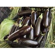 Семена Баклажана Фарама F1 Производитель Tezier Франция (семян в упаковке 10 гр) фото