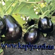 Семена баклажана Шерил F1 1000сем. Рийк Цваан фото