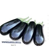 Семена баклажана Бриджит F1 1000сем. Рийк Цваан фото