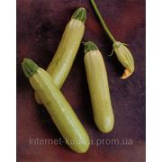 Семена кабачка Аймаран 1000 сем. Нунемс. фото