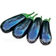Баклажан “Бриджит“ 1000 с Рийк Цваан (Rijk Zwaan) фото