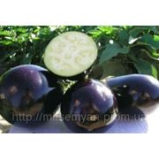 Баклажан «Тиррения» F1 1000 нас. Нунемс (Nunhems) фото