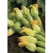 Семена кабачок Невира 1000 сем. Вилморин. фото