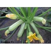 Кабачок «Кавілі» F1 1000 нас. Нунемс (Nunhems) фото