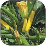 Семена Кабачок Мери Голд F1 Производитель: Dorsing Seeds США ( семян в пакете 2300 шт.) фото