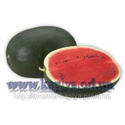 Семена арбуза купить Лахат F1 500 сем. Хазера дженетикс.. фото