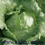 Семена салата Аргентинас 1000 сем. Рийк цваан. фото