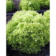 Семена салата Касабелла 10 грамм. Семинис. фото