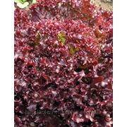 Семена салата Люберон 10 грамм. Семинис. фото