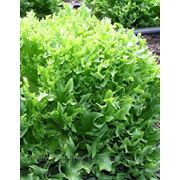 Семена салата Фриллис 10 грамм. Семинис. фото