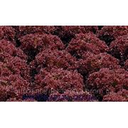 Семена салата Кармези 1000 сем. Рийк цваан. фото