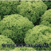 Семена салата Левистро 1000 сем. Рийк цваан. фото