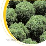 Семена салата Фристина 5г. фото