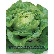 Семена салата Джиска 1000сем. Рийк цваан. фото