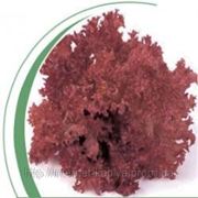 Семена салата Либи 1000 сем. Никерсон цван. фото