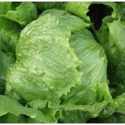 Салат Робинсон 5г, тип Айсберг, Nickerson Zwaan фото