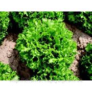 Семена салата Канкан 5г. фото