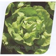 Семена салата Аланис 1000сем.Seminis. фото