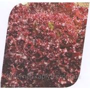 Семена салата Люберон 1000сем.Seminis. фото