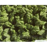 Семена шпината СПИРОС 10000 сем. Бейо заден. фото