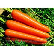 Семена Морковь Нантес Тип-Топ. Производитель:UnGenetics США (семян в упаковке 500 г) фото