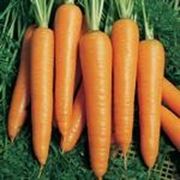 Семена Морковь Вита Лонга F1. Производитель: Bejo Zaden Нидерланды ( семян в упаковке 50 г.) фото