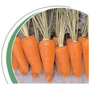 Семена моркови Ред Коред 0,5кг фотография