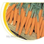 Семена моркови Престо F1 25000сем. фотография