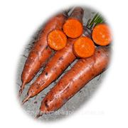 Семена моркови продажа Курода 0,5кг. Ларк сидс. фотография