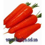семена моркови НАПОЛИ F1 25000 сем. Бейо заден. фото