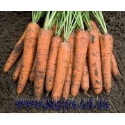 семена моркови БАНГОР F1 млн.сем. Бейо заден. фото