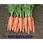 семена моркови купить БЕЛГРАДО F1 млн.сем. Бейо заден. фото