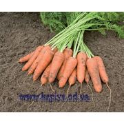 семена моркови КАРИНИ F1 50гр. Бейо заден. фото