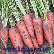 Семена моркови САНТА КРУЗ F1 200000 сем. Семинис. фотография