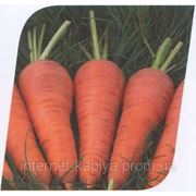 Морковь Санта Круз F1 1000сем. Seminis. фото
