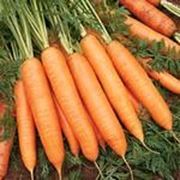 Семена морковь Бангор F1 (1,8-2,0 мм) Производитель: Bejo Zaden (семян в упаковке 25 000 шт.) фотография