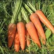 Семена Морковь Каскад F1 (1,8-2,0 мм).Производитель: Bejo Zaden (семян в упаковке 25000 шт.) фотография