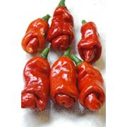 Penis Peppers,огненный, 5 семян ! Редкий вид!(БЕСПЛАТНАЯ ДОСТАВКА)