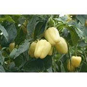 Перець Барбі f1 500 н Syngenta фото