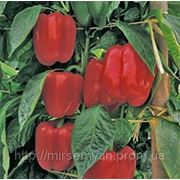 Семена перца Мазурка F1 500 семян Rijk Zwaan фото